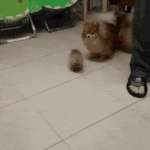 오마이걸 <b>비니</b> 에이티즈 콘서트 갔었네