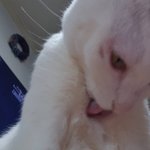고양이 땜<b>빵</b>이 더 커지는데 어케..?