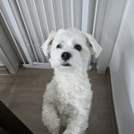 엔하이픈 정원 <b>마에미</b> 위버스 업데이트...