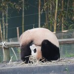 푸바오 <b>네모</b>네모<b>빔</b>