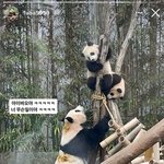 [모두드루와] 오늘 <b>똥칠</b>된 아이바오 등짝