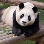 볼 날은 '3월 3일'…이후 <b>검역</b> 위해 비공개 (3일 라방 검토)