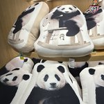 나 푸바오 보러 에버랜드 <b>다냐</b>왓는데 ㅠㅠㅠ