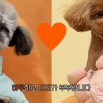 슈화 <b>개스</b>트쇼 최초로 반려견 부부 데려옴