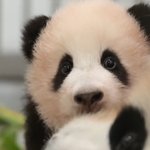 푸바오는 어떤 특정<b>부위</b>가 예쁘다거나 그런 아이는 아니고요