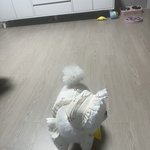[댓글부탁해] 울강아지 옷사줬는લા 어떰..?