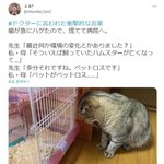 고양이가 탈모<b>증세</b>가 있어서 병원가보니