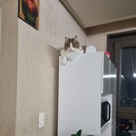 [고양이] 슬기로운 <b>임</b><b>보</b>생활19[유기묘 임시보호하기]