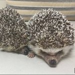 [방탈죄송] 딸을 위해 고슴도치 가시를 <b>자름</b>