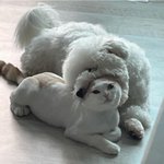 트위터 스타일링 계정에 <b>문의</b>하려해도
