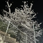 개학하면 벚꽃볼 생각에 <b>개설</b>렘