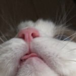 토끼혀<b>립</b>의 시대는 갔다