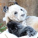 오늘자 <b>눈밭</b>에 구른 푸바오