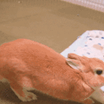 [댓글부탁해] 판에서 까이는 여돌맴들 순위 <b>나열</b>해봄✅