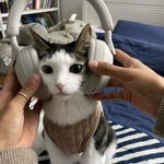 고양이 <b>MBTI</b> 검사 완전 정확한 듯