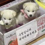 <b>수컷</b>입니다. 귀여워해주세요.