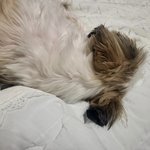 <b>울집</b> 쿨쿨이