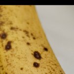 (극혐주의) 바나나에 흰 <b>쌀알</b> 같은 거 뭐죠? 벌레 알 인가요?