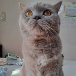 [고양이] 곰이와 여우~오랜만에 왔어요