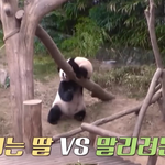 <b>아이바오</b>의 육아