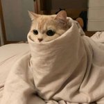 이봐 <b>이불</b> 밖은 위험하다구