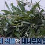 대나무 먹던 푸바오가 <b>멈칫</b>한 이유