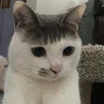 이거 ㅈㄴ 웃기네