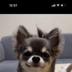 이ㅜ강아지 <b>몬</b>가 참착맨