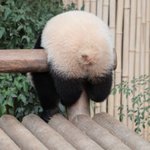 널려있는 후이바오 (<b>후방</b>주의)