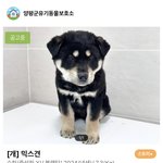 [댓글부탁해] 유기<b>견</b>보다 <b>펫</b><b>샵</b>이 나은게 팩트아님?