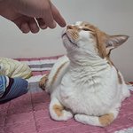 나의 동거묘 <b>도칠</b>이 24년 봄을 맞이하며..