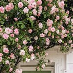 [타로] 최근의 타로리딩