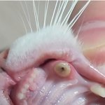 고양이 <b>송곳니</b>