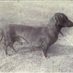 강아지들의 품종 <b>개량</b> 전후 모습