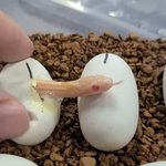 얘 뭔가 앤팀 <b>케이</b> 닮았음
