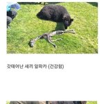 갓 태어난 <b>알파카</b>의 충격적인 비주얼