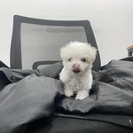 [말티즈] 미니<b>비숑</b>