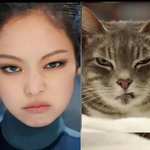 고양이 닮은 아이돌