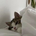 <b>집사</b>야 우리 좋아하는 고양이 얘기하자