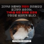 [이것좀봐줘] 고양이배 세번 가르고 후원금받은 여자