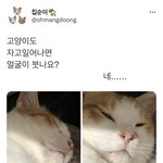 고양이도 자고일어나면 얼굴이 붓나요?