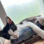 [이것좀봐줘] 회사에서 냥줍했는데 상위1% <b>개냥</b>이라니!