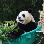 "행복해하던 푸바오 생각나"…<b>금단</b>증상(?) 호소하는 팬들