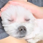 [드루와] 우리집 말티즈 <b>표정</b> 개웃김