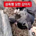 <b>화력</b>부탁드려요) 김포에서 강아지 고양이 성폭행한 인간