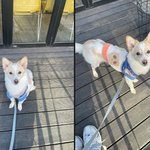 [강아지] 애견카페에서 어이없는 일을 겪었습니다. 제가 이상한건가요...