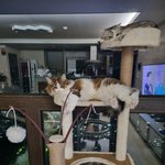 [고양이] 슬기로운 <b>임</b><b>보</b>생활20[유기묘 임시보호하기_마지막회]