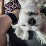 [말티즈] 우리집 왕<b>티즈</b> 보고 가세요!