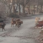 <b>SBS</b> <궁금한 이야기 Y>에서는 논산시 광석면의 한 마을에서 집단으로...