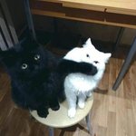 <b>명박티아이</b> 왜